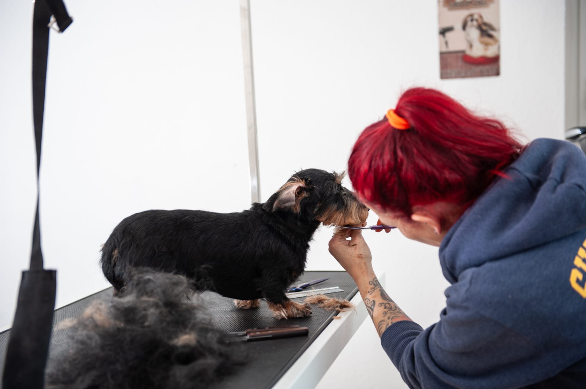 Hund beim Föhnen